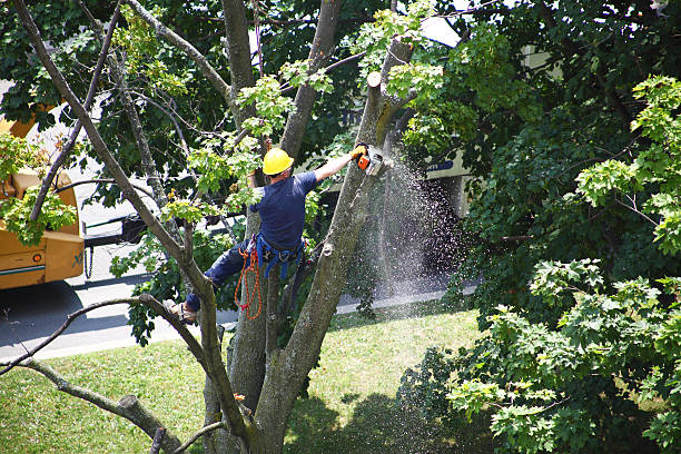 How Our Tree Care Process Works  in  Dollar Bay, MI